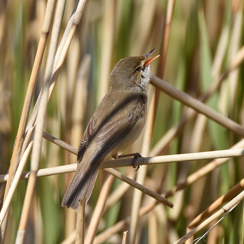 Reed Warbler