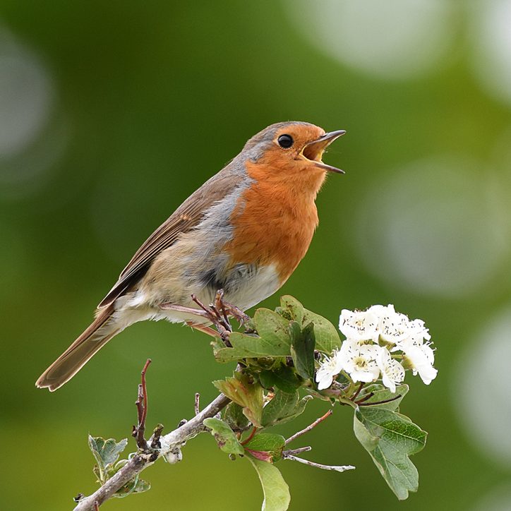 Robin