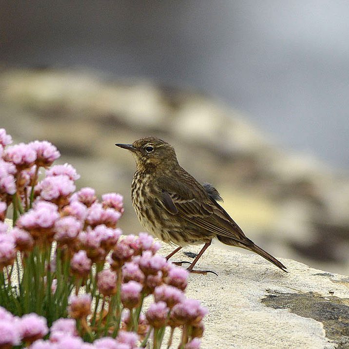 Rock Pipit