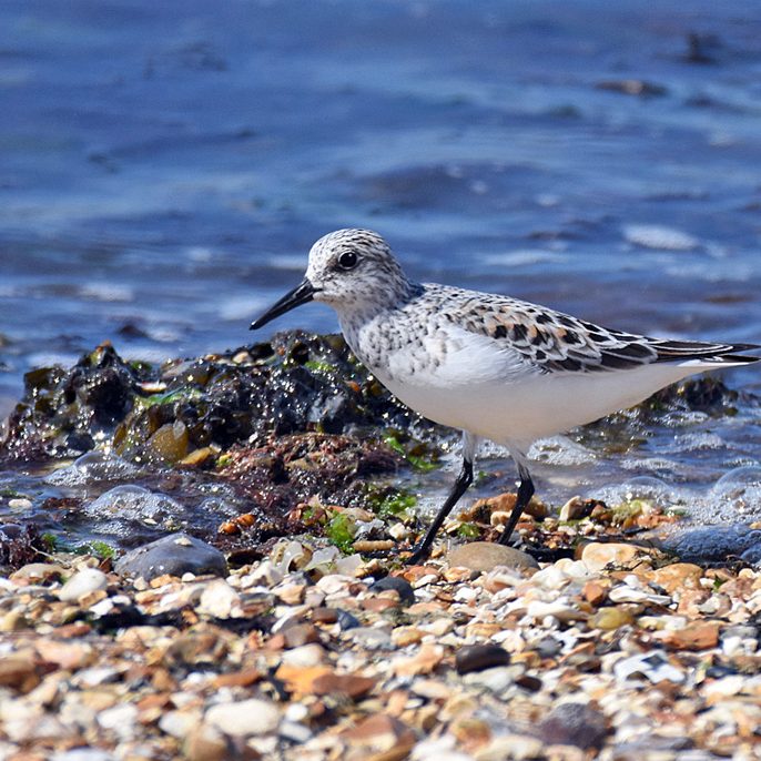 Sandpiper