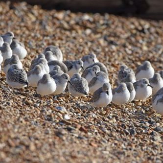 Sanderling-hill-head