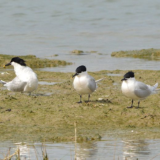 sandwich-tern1