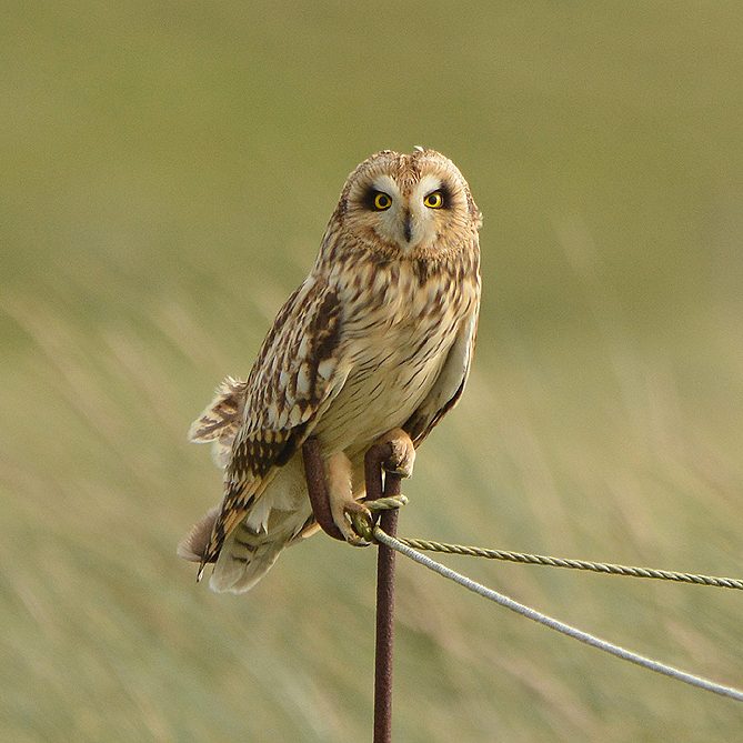 Short Eared Owl