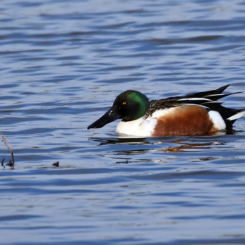 Shoveler