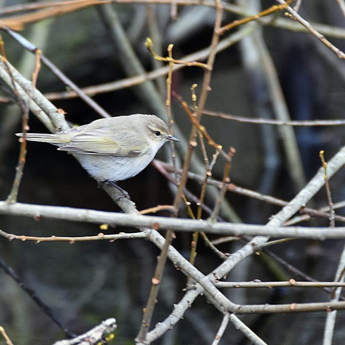 Siberian Chiffchaff