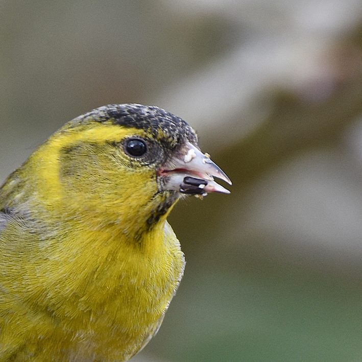 Siskin