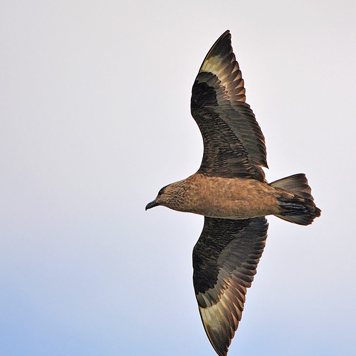 Skua (Bonxie) - John O'Groats