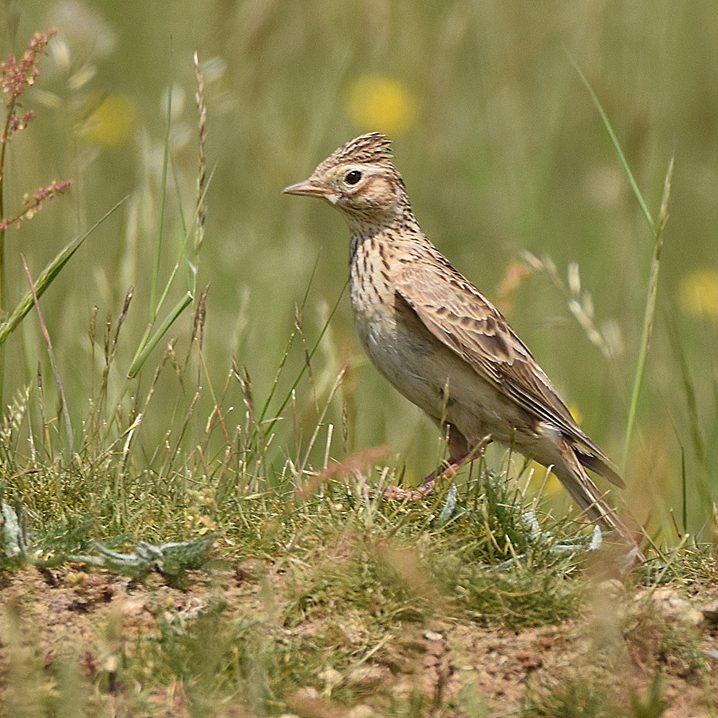 Skylark