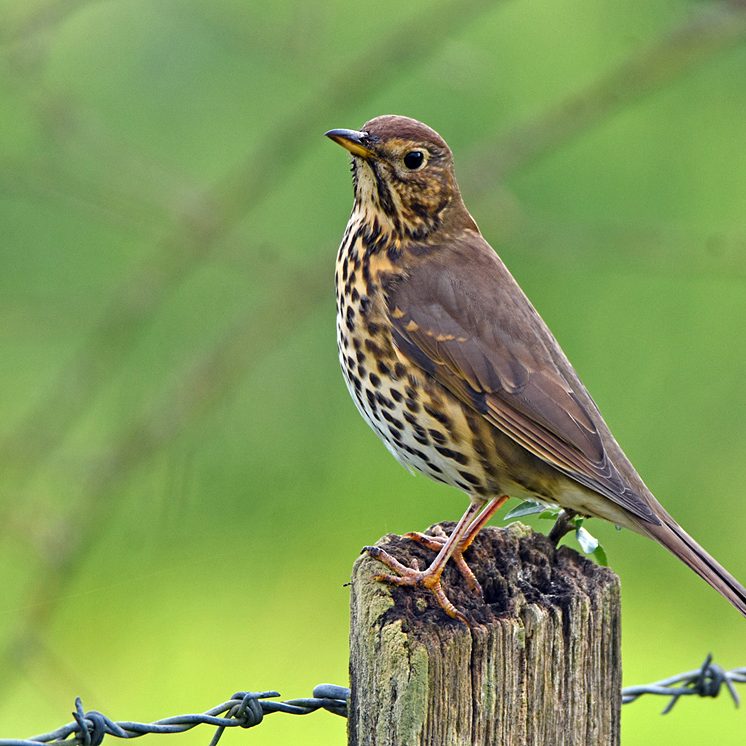 Song Thrush