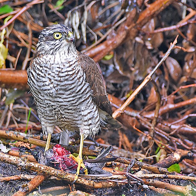 Sparrowhawk