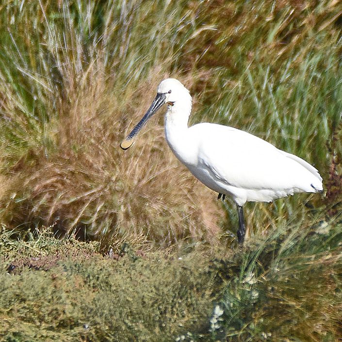 Spoonbill