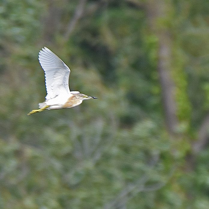 Squacco Heron