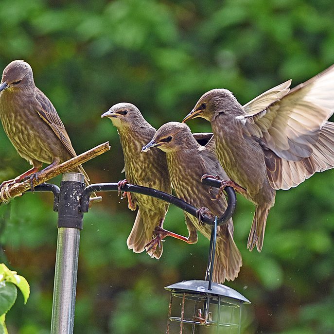 Starlings