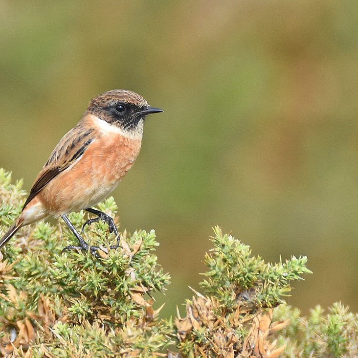 Stonechat