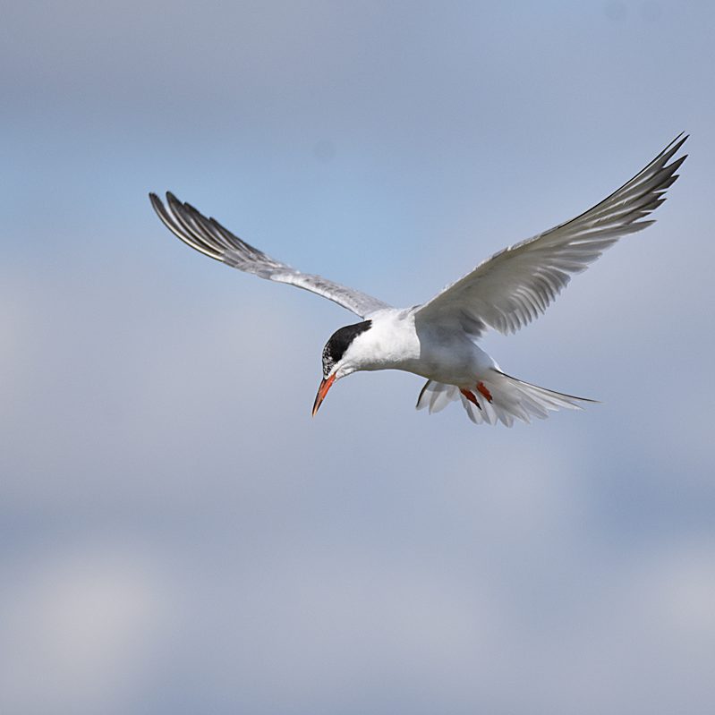 Common Tern