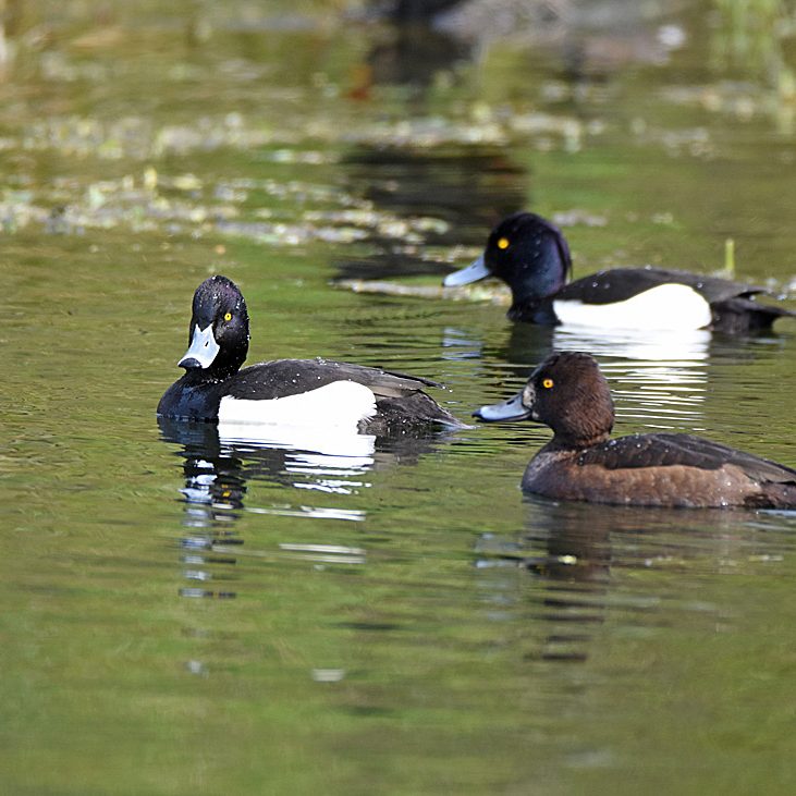 Tufted Ducks