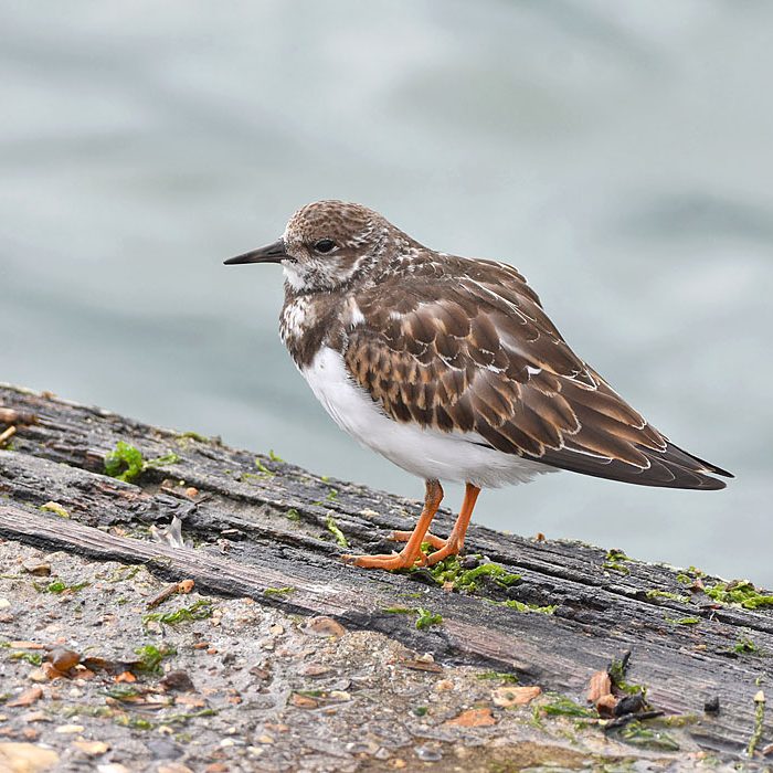 Turnstone