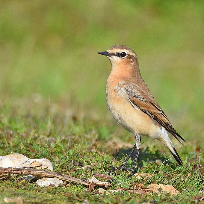 Wheatear