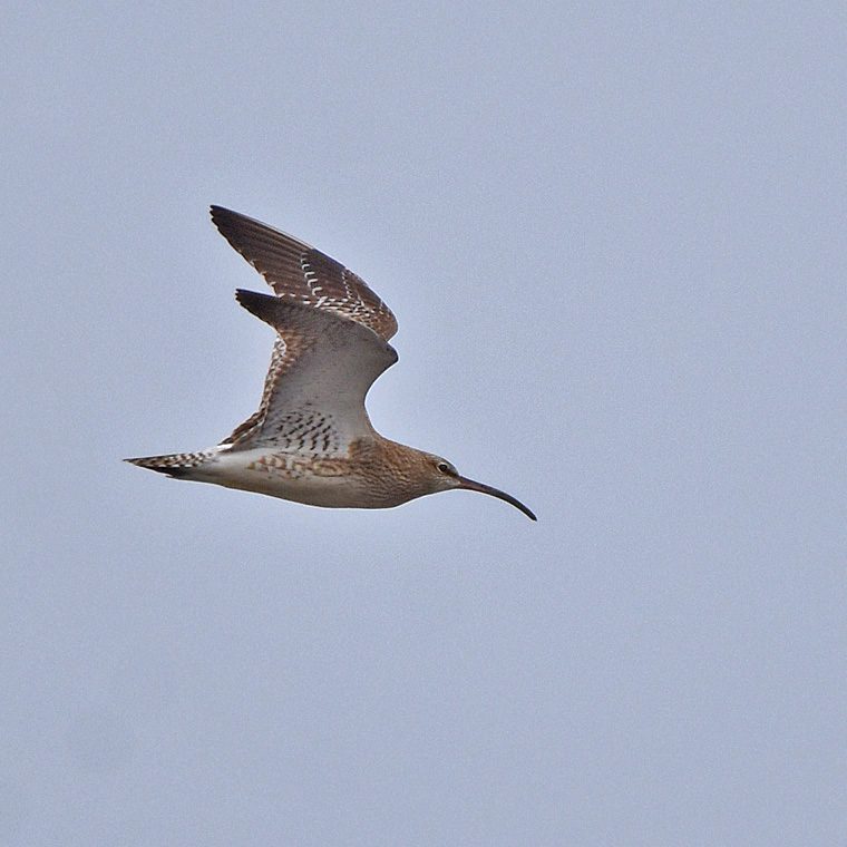 Whimbrel