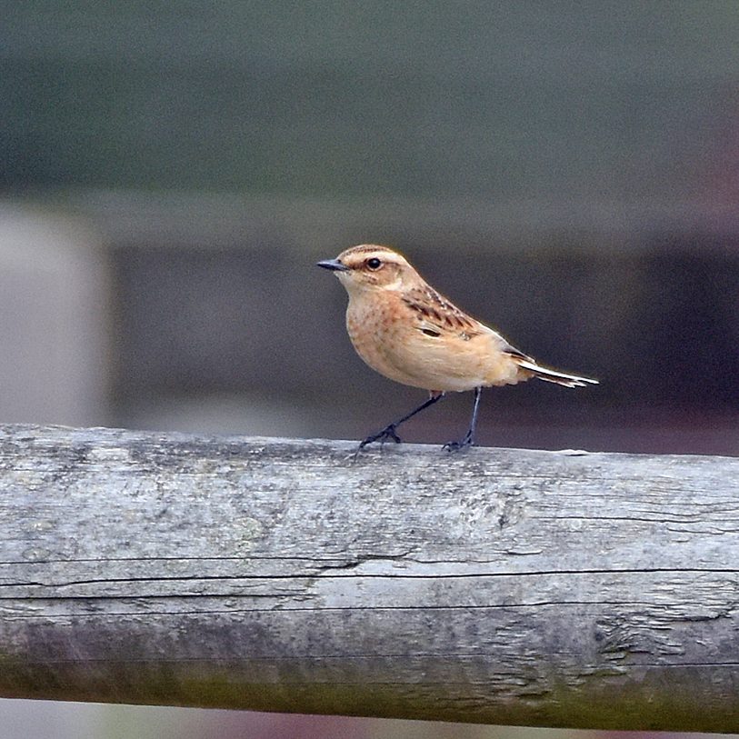 Whinchat