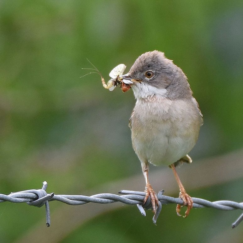 Whitethroat