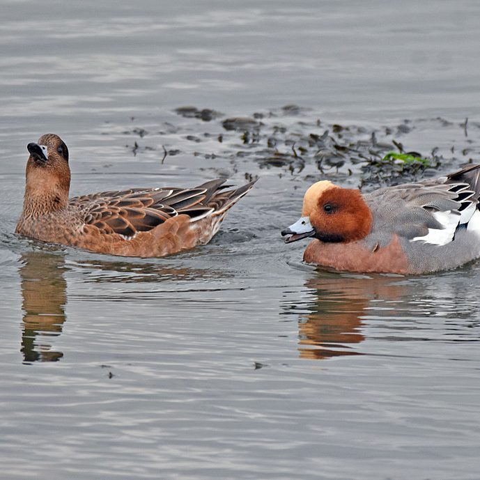 Wigeon