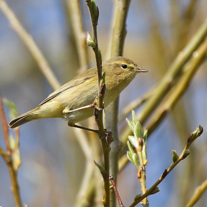 Willow Warbler