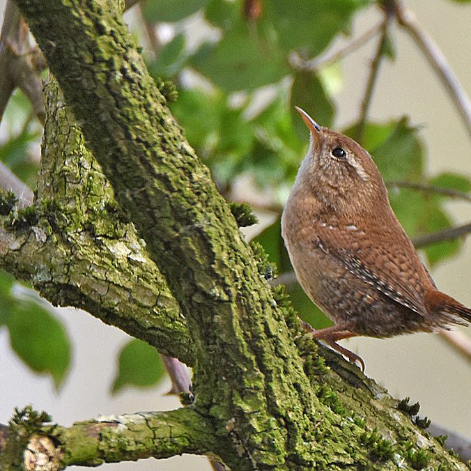 Wren