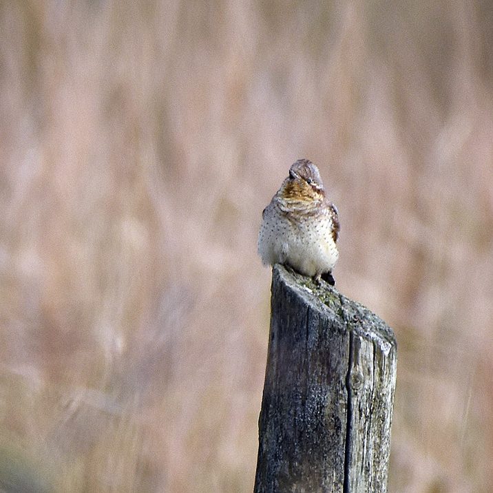 Wryneck