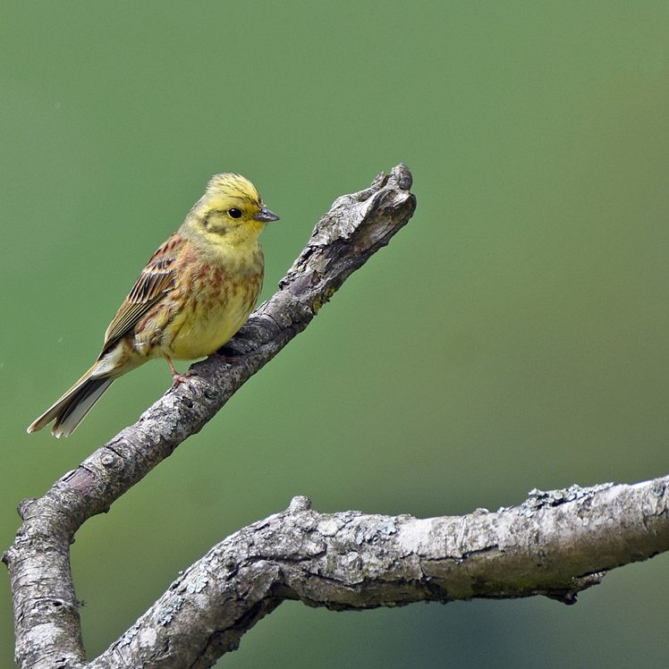 Yellowhammer